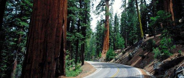 sequoia-national-park